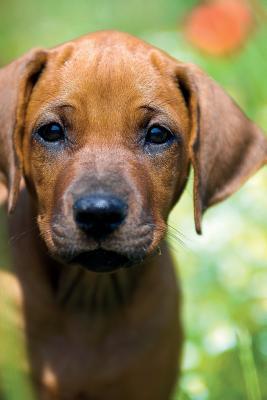 Read Rhodesian Ridgeback Summer Notebook & Journal. Productivity Work Planner & Idea Notepad: Brainstorm Thoughts, Self Discovery, To Do List - Doggy Deluxe file in ePub
