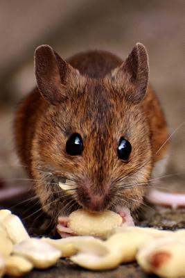 Download Wood Mouse (Apodermus Sylvaticus) Journal: 150 Page Lined Notebook/Diary -  | PDF