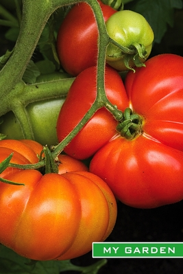 Download My Garden: Tomatoes. Format A5, 120 pages, fine grey lined. Journal, diary, notebook and garden planner for everything that happens in the garden throughout the year - Gardenpassion Typopeter | PDF